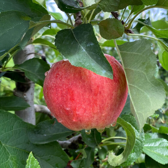 Manzana Royal Gala