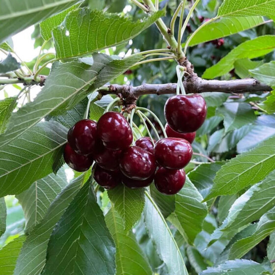 Cereza