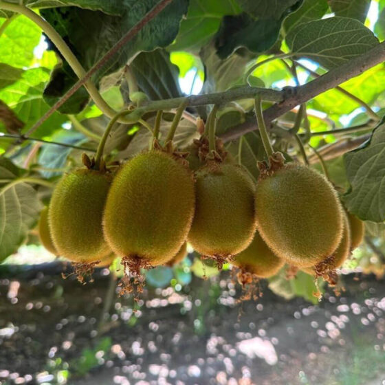 Kiwi - Imagen 2