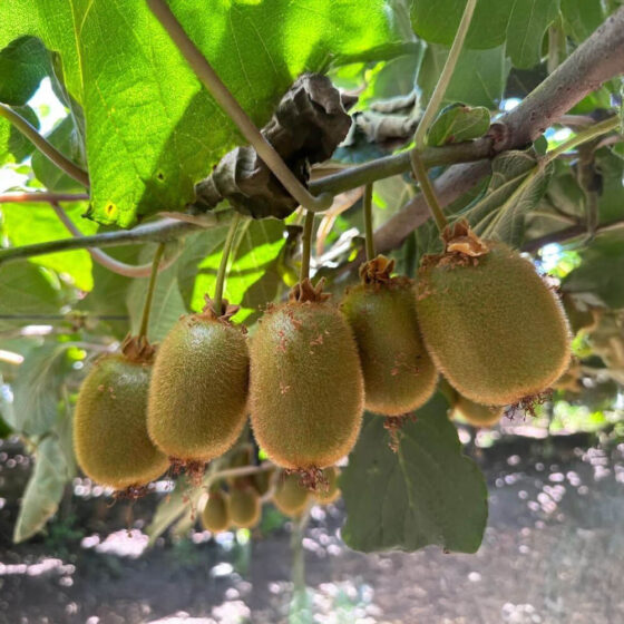 Kiwi
