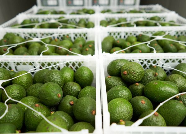 aguacate-verde-en-canastas