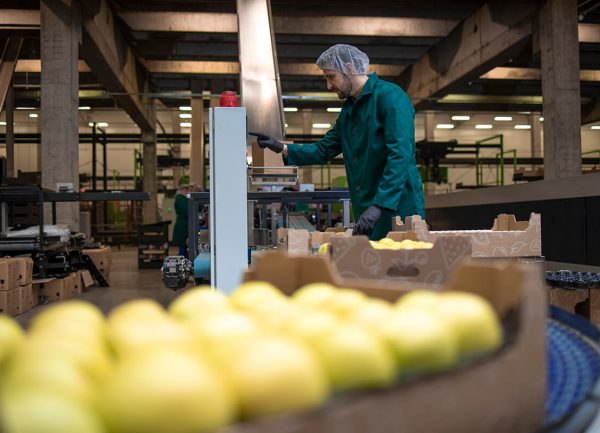 fabrica-frutas-linea-de-produccion